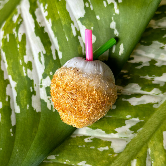 Coconut Magnet